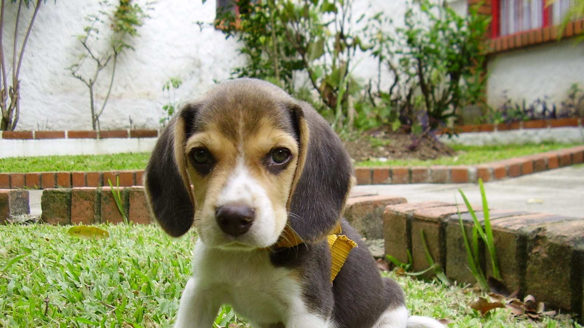 Chiot beagle assis dans la cour de la ferme familiale