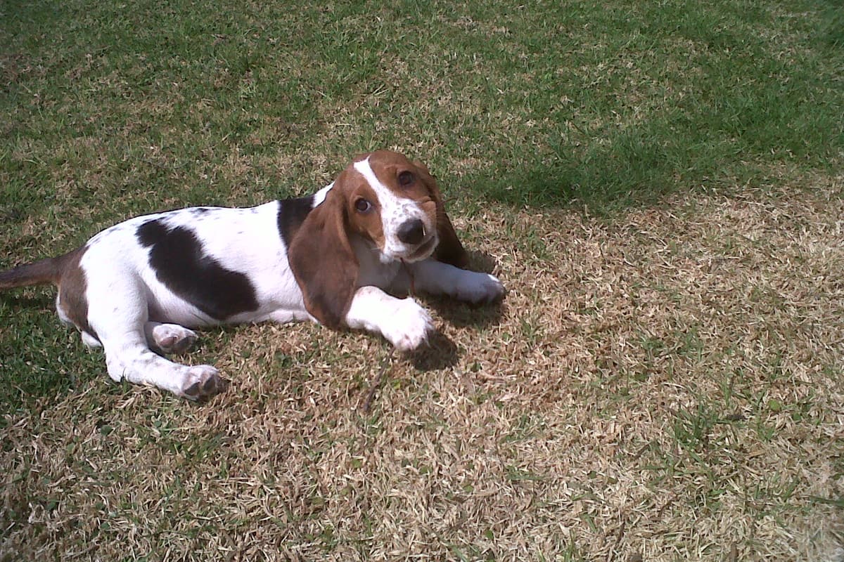 Chiot basset hound couché dans l'herbe, pattes croisées