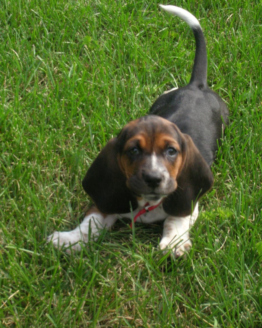 Chiot basset hound jouant dans l'herbe, queue en l'air