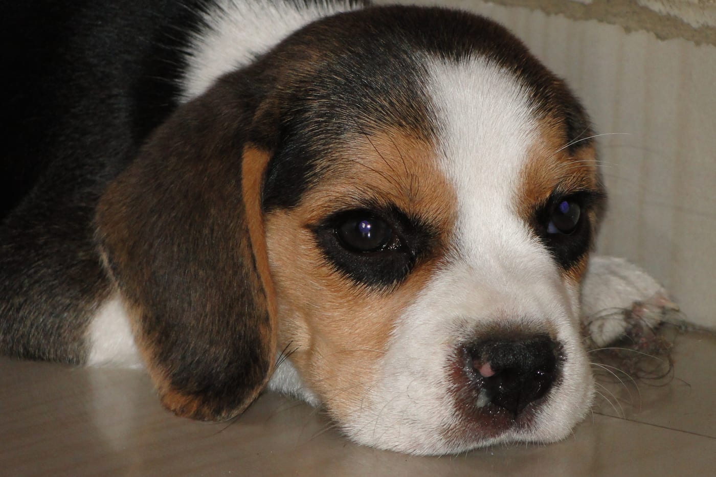 Chiot beagle couché confortablement à l'intérieur de la maison familiale